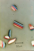 Secutag®-Partikel unter dem Mikroskop   Foto: Secutag