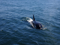 Whalewatching ist sehr beliebt in Neuseeland Whalewatching ist sehr beliebt in Neuseeland
