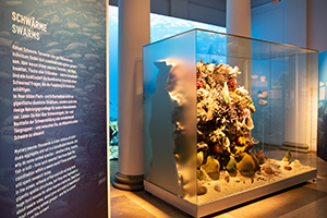 Ein Spiel der HdM bereichert die Ausstellung "RIESIG im Meer im Naturkundemuseum Stuttgart 