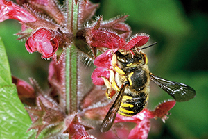 Die Wollbiene ist im Garten anzutreffen (Foto: SMNS)