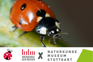 Der Siebenpunkt-Marienkäfer (Coccinella septempunctata), Foto: SMNS / HdM, Aron Bellersheim. 